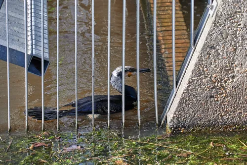 tom van der put 20220305144928 1