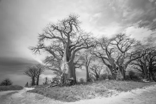 baines in monochrome fred von winckelmann 1024x683