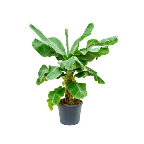 bananenplant musa large 2