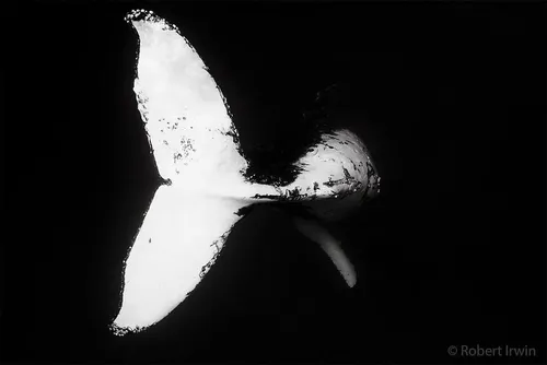 bw91vcof4ti png 880
