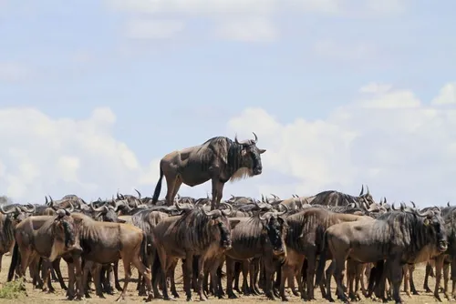 comedy wildlife photography awards winners 2017 14 5a33d74665915 880