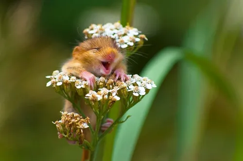 comedy wildlife photography awards winners 2017 2 5a33d728332ff 880