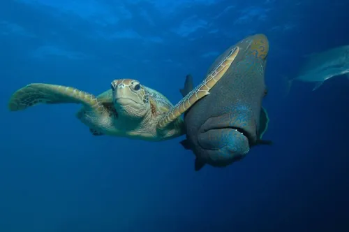 comedy wildlife photography awards winners 2017 4 5a33d72c74f06 880