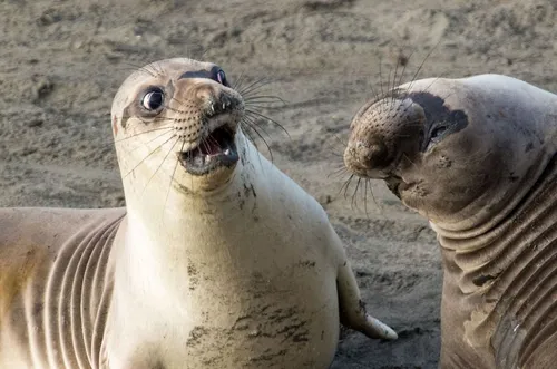 comedy wildlife photography awards winners 2017 9 5a33d73c56747 880