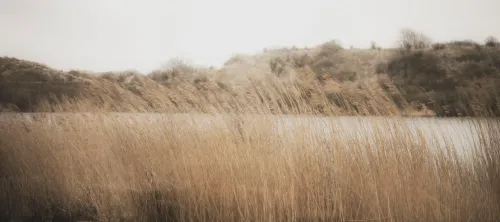 de bokkedoorns fhm 08