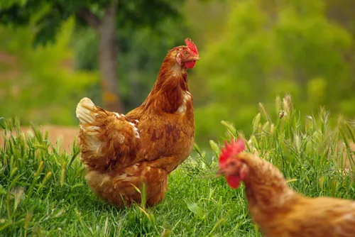 depositphotos 10369980 xl scaled