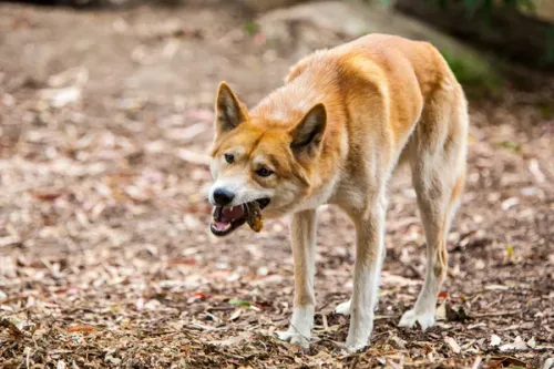 depositphotos 43666537 stock photo eating dingo