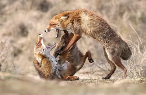 disagreement meningsverschil wiggert vooijs 1024x667