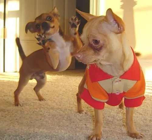 funny dog photobombs 49 58ee1cdc30fa9 605