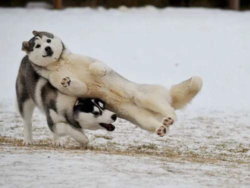 funny dog photobombs 69 58ef295f361f1 605