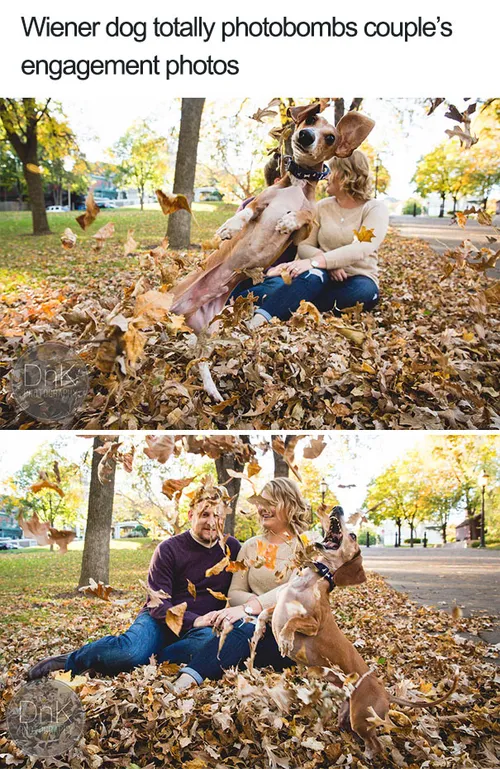 funny dog photobombs 93 58f081cadb265 605