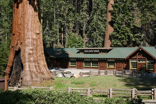 giant sequoia tree mayor revenge story 10