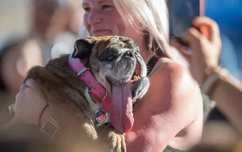 it was the winner of the ugly dog of 2018 and he is totally adorable 5b30423765a96 700