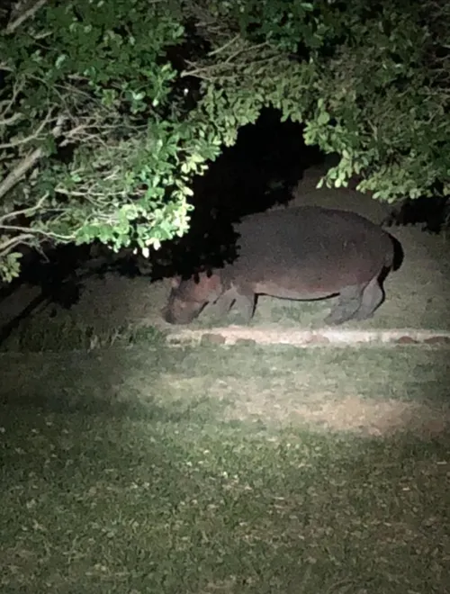 nijlpaard e1637937229664