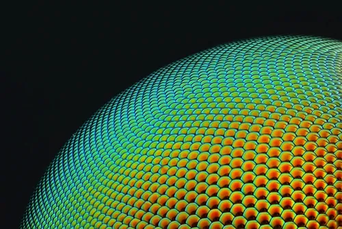 nikon small world photomicrography competition 2017 winners 51 59db3e55346e0 880