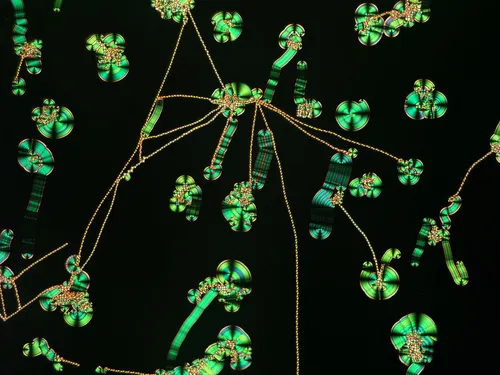 nikon small world photomicrography competition 2017 winners 59db20c35ed6e 880