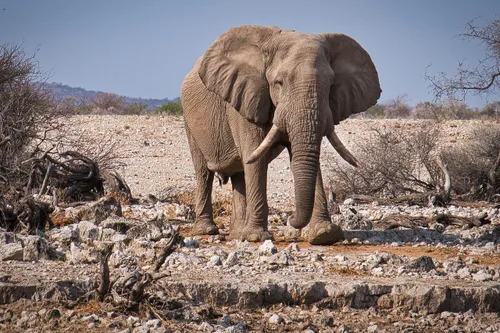 olifant 2