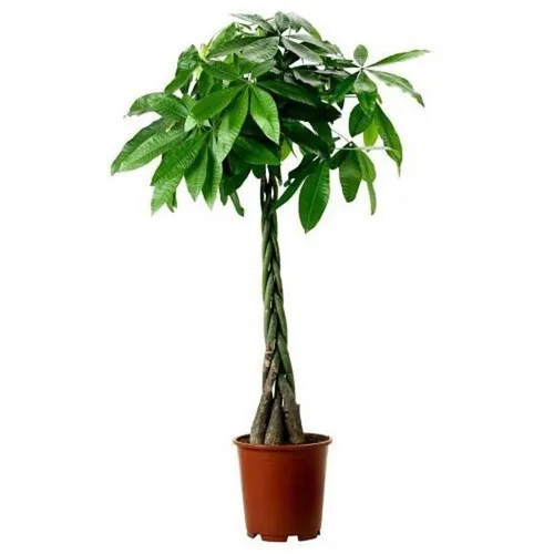 pachira aquatica stam gevlochten large 2