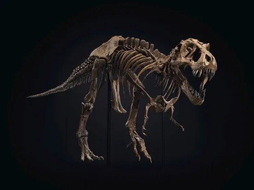 stan t rex 1