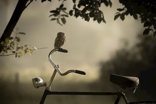 steenuil op fiets mark koeleman 1024x683