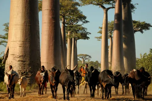 sur la iri madagascar avenue des baobabs 1024x680