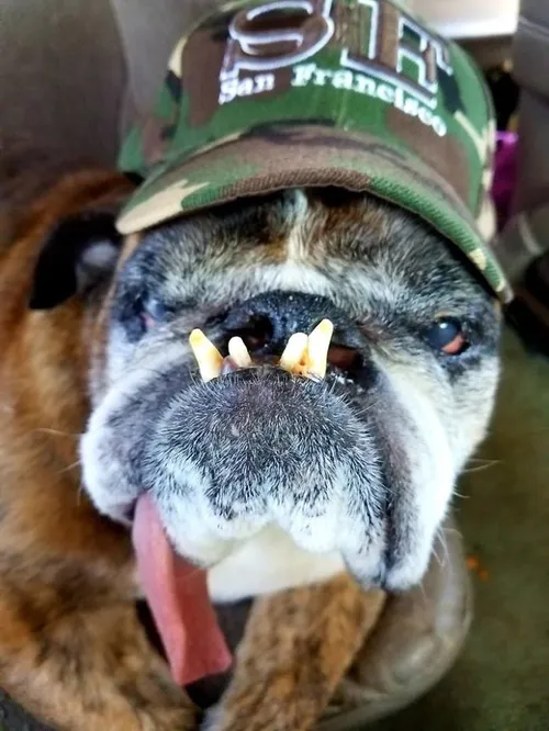 the ugliest dog of 2018 was introduced and he is totally adorable 5b30d6c5dbd54 700