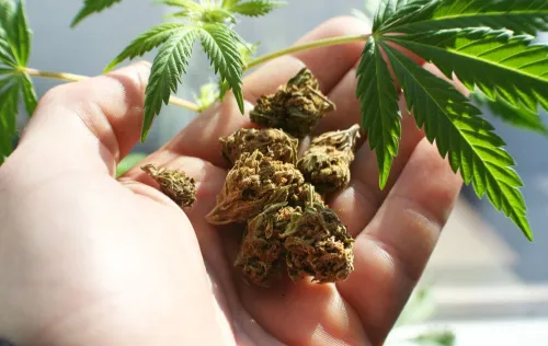 wiet index nederland