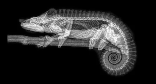 xray pictures photos zoo animals oregon oregonzoo 1 5bceed462b042 880
