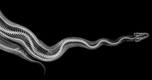 xray pictures photos zoo animals oregon oregonzoo 21 5bd059e89eabd 880