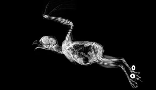 xray pictures photos zoo animals oregon oregonzoo 6 5bd01e909b085 880