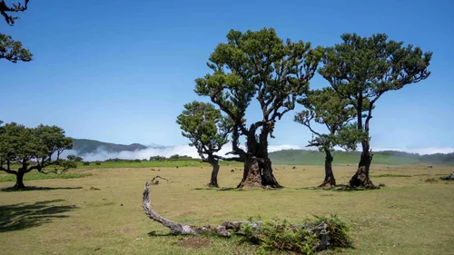 Fanal Forest is schitterend.