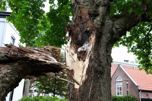 boom mollebos gilze 1