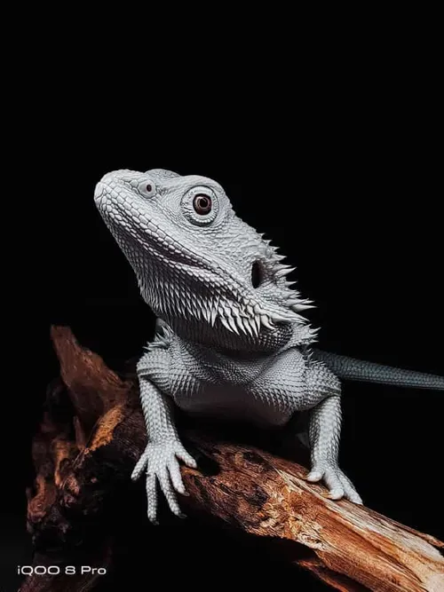 007b27qzgy1gtbnub0guaj32bc3344qq