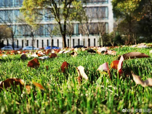 huawei p40 series camera sample picture