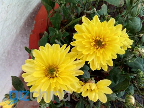 img 20151103 171810 result