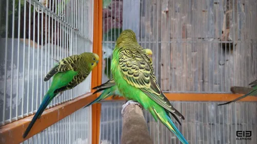 img 20180109 0431391