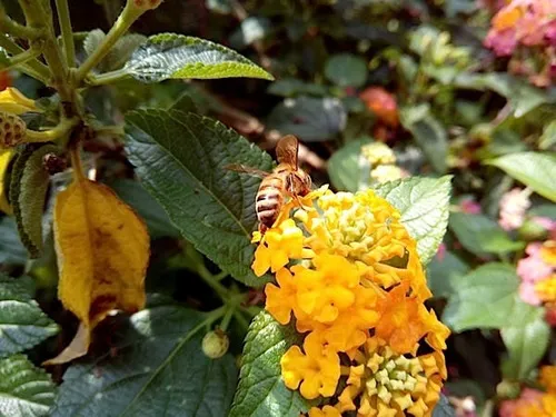 jiayu g4 sample photos 2