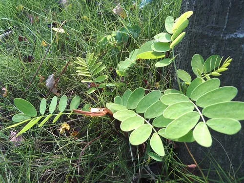 k touch hornet 2 photo samples tree