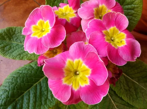 meizu m1 note macro 7