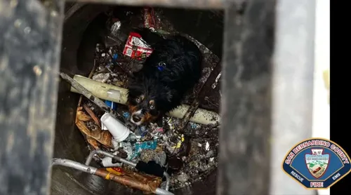 seamus the dog airtag