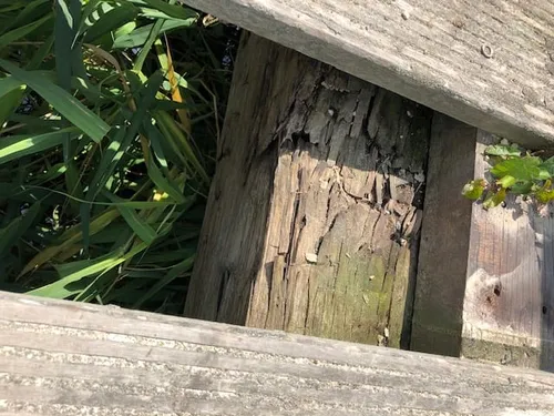 aantasting boktor fiets en voetgangersbrug bosweg ouddorp