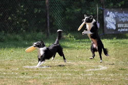 bas site dogdarbee kampioen2018