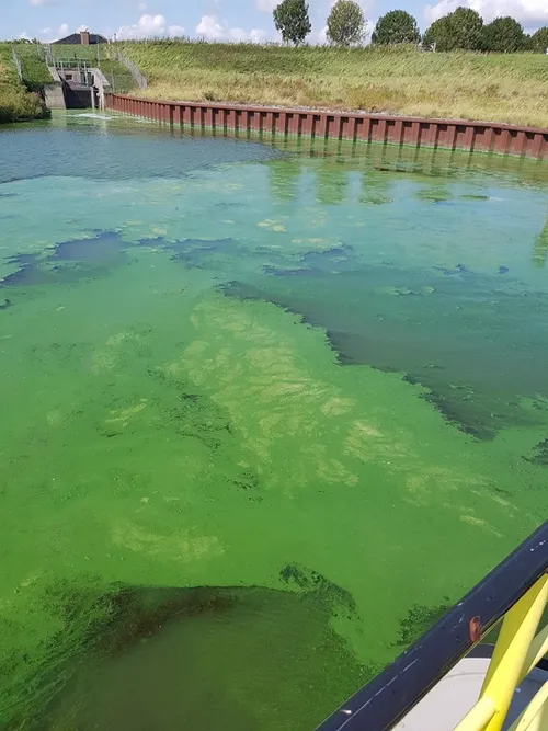 blauwalg ooltgensplaat