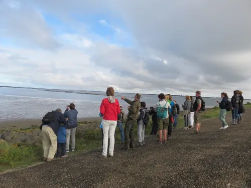 haringvlietdag vogelexcursie kwade hoek 2