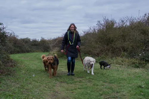 hondenuitlaatservice ouddorp 6