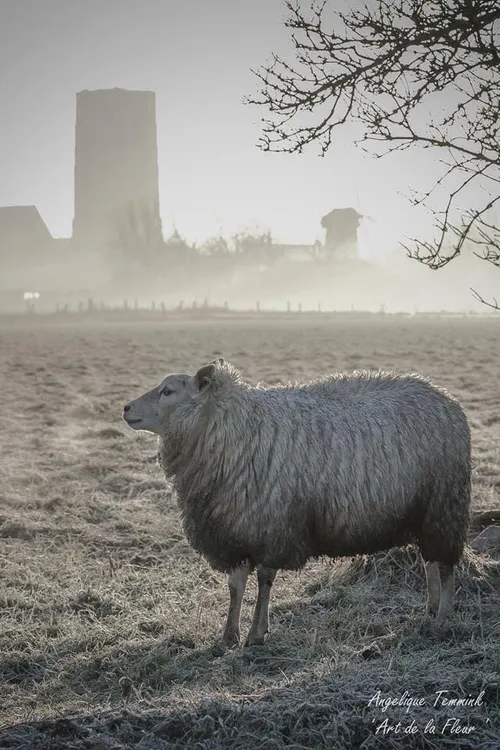 schaap toren goedereede angelique temmink winnaar