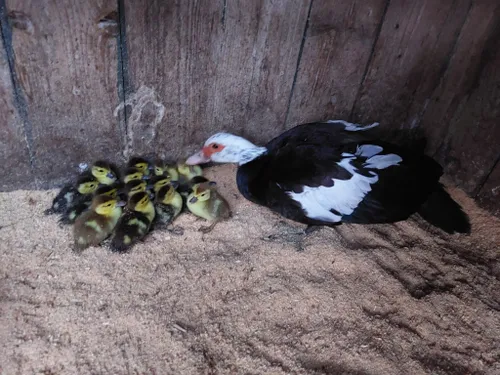 whatsapp image 2024 01 24 at 192604