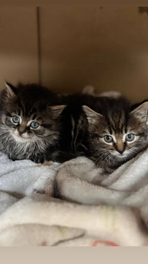 christian-horner-katten.jpg.