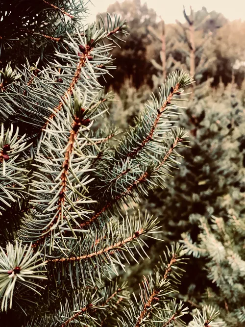 c2a916 beterboompje detail 02 1 actie drie gezusters