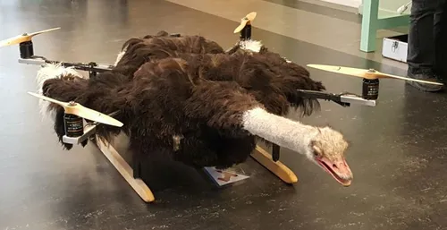 struisvogel